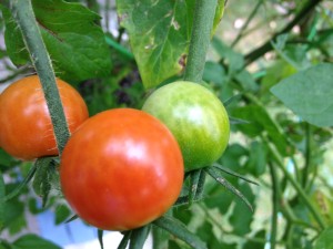 Garden cherry tomatoes