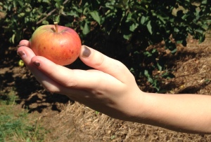 apple pie meatballs and apple pickin 008