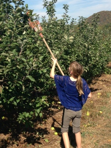 Going to the top for the best apples